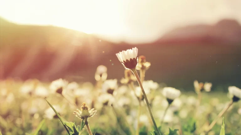 How to Clear Mental Clutter and Find Peace of Mind