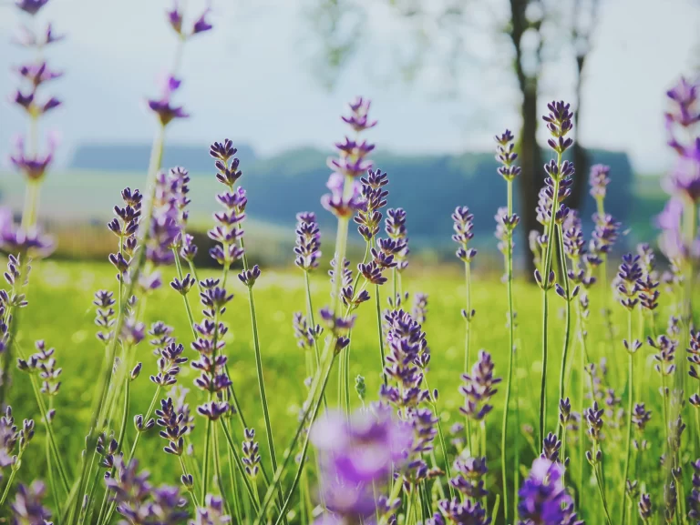 How to Find Peace Amidst Life’s Chaos