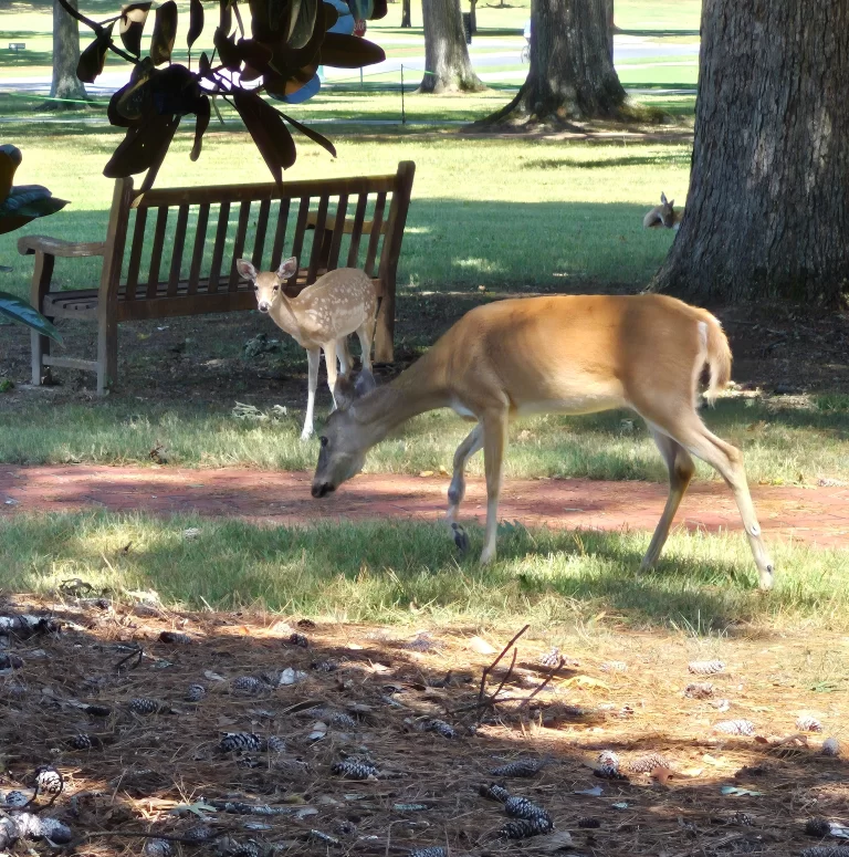 Confidence and Peace in the Simple Everyday Moments